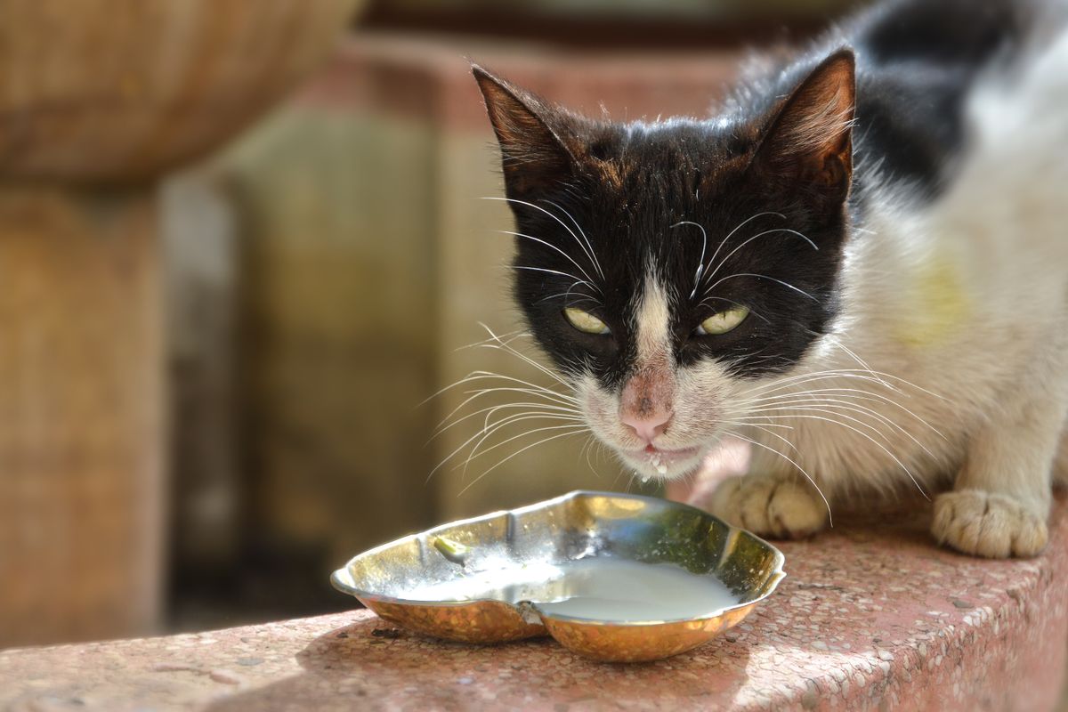 器から水を飲む猫。多頭飼いでは1匹あたりの飲水量に頭数を掛けて容量を考える