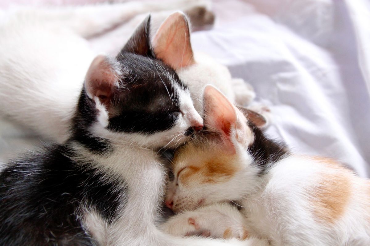 寄り添って眠る3匹の子猫。多頭飼いでは給水器の容量を頭数から見積もる必要がある