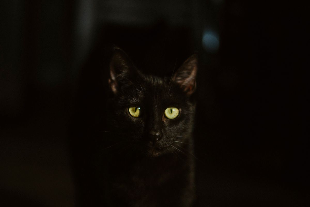 暗がりにいる黒猫。停電に気づけない留守中がもっとも困る