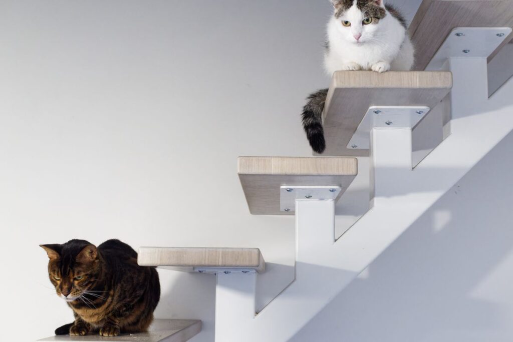 室内の階段にいる2匹の猫。一段の高さが上がると登り方が変わる