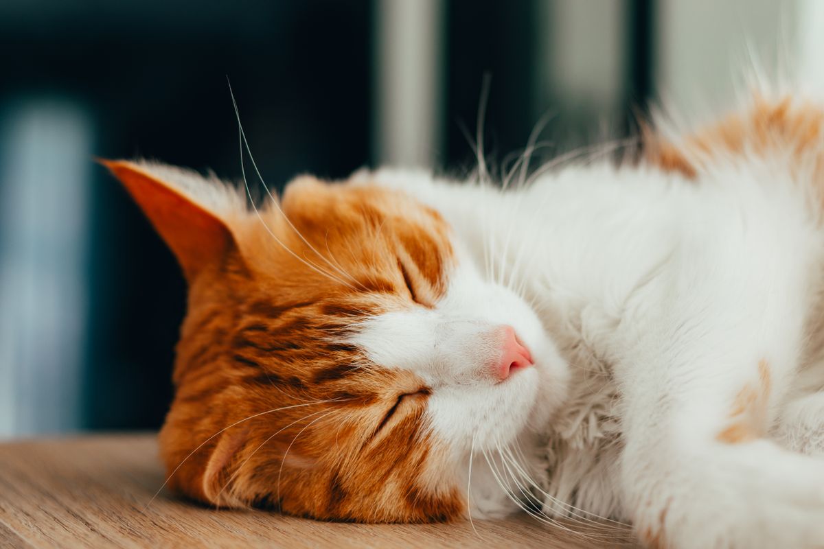室内で眠る茶トラの猫。電気代より消耗品のほうが年間では大きい
