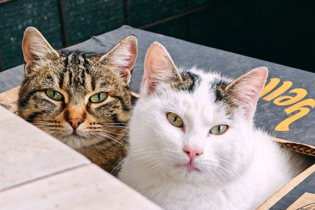 箱の中で並んでくつろぐ2匹の猫。自動猫トイレは頭数と設置スペースから選ぶ