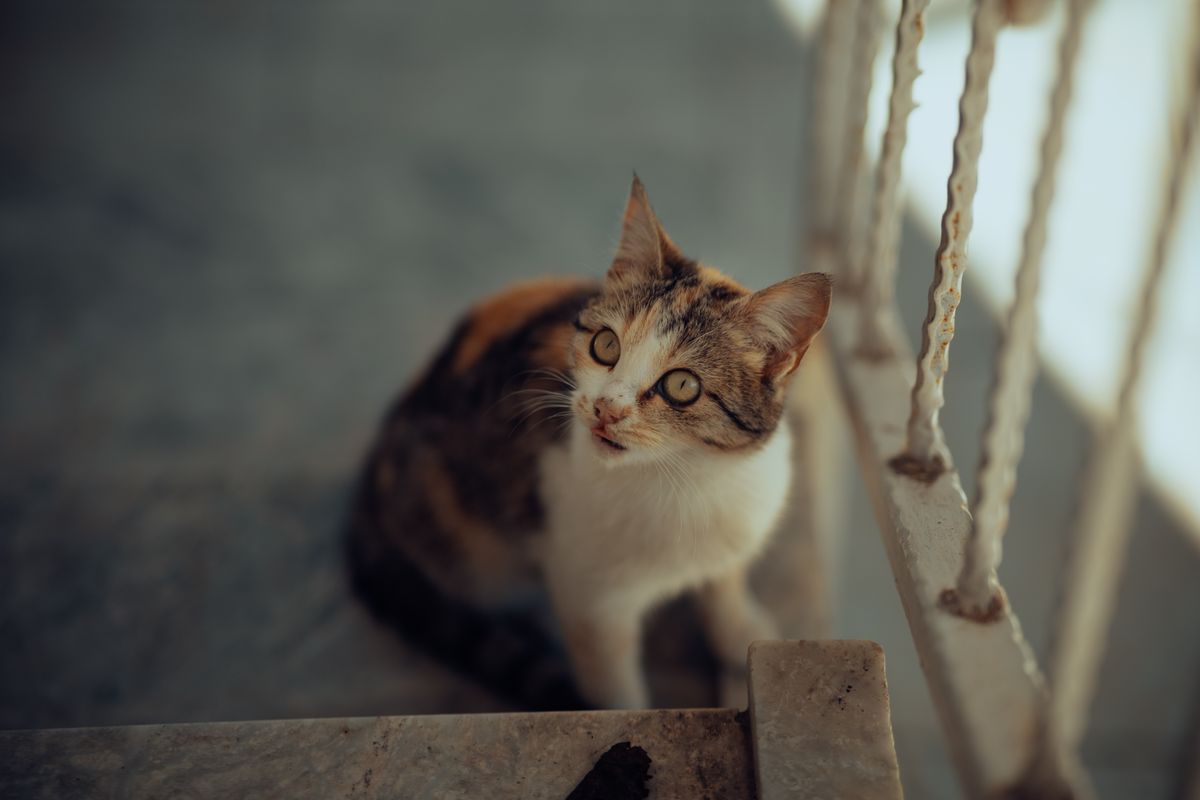 階段のそばで様子をうかがう猫。場所が変わると動線も変わる
