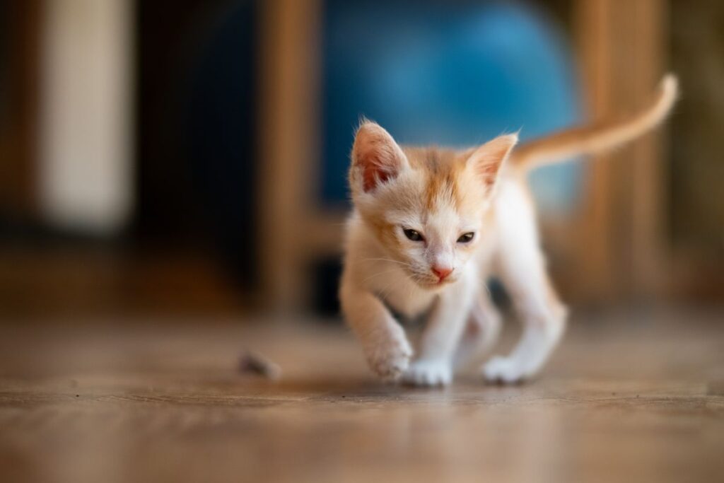 室内の床を歩く子猫。自動猫トイレは対応体重の下限が子猫の壁になる