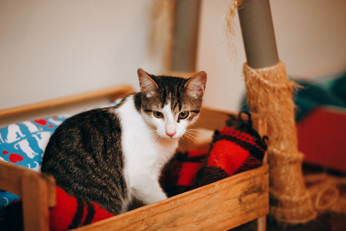 囲われた箱の中でくつろぐキジトラの猫。ライナーは猫が触れる部分でもある