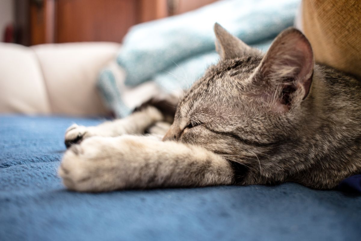 居間のソファで眠るキジトラの猫