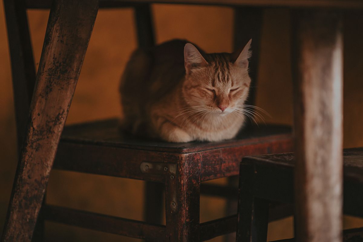 木の椅子で眠るキジトラの猫。落ち着いているかどうかが答えになる