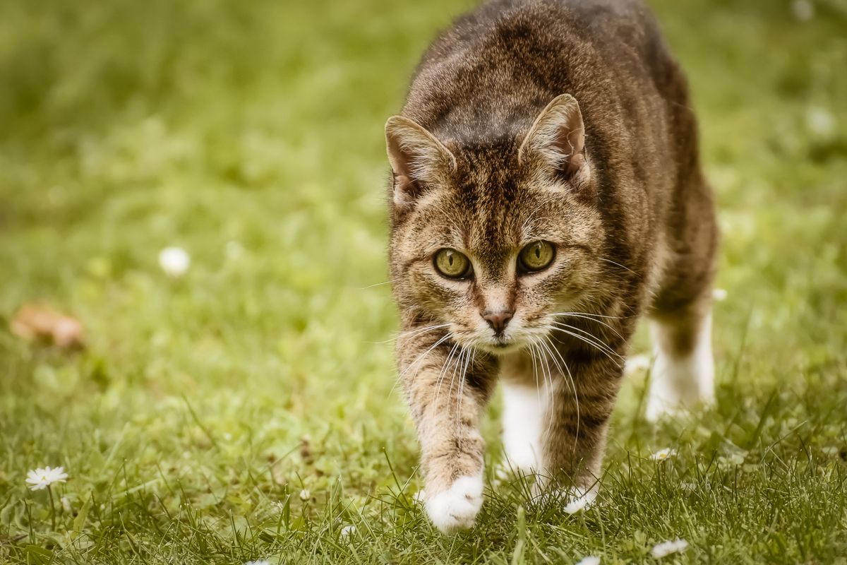 用心深く歩を進めるキジトラの猫。新しいものへの近づき方は個体で違う
