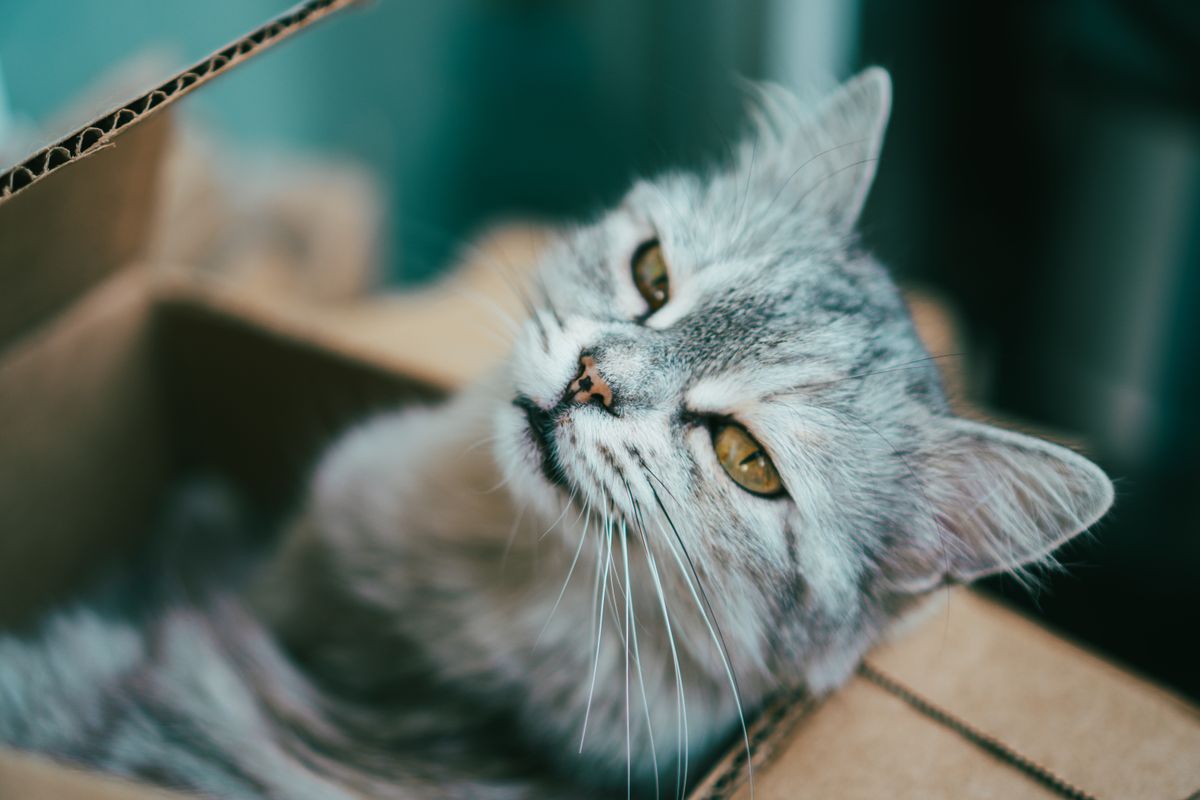 箱の中に入る灰色の猫。砂が変わると猫の受け入れ方も変わる