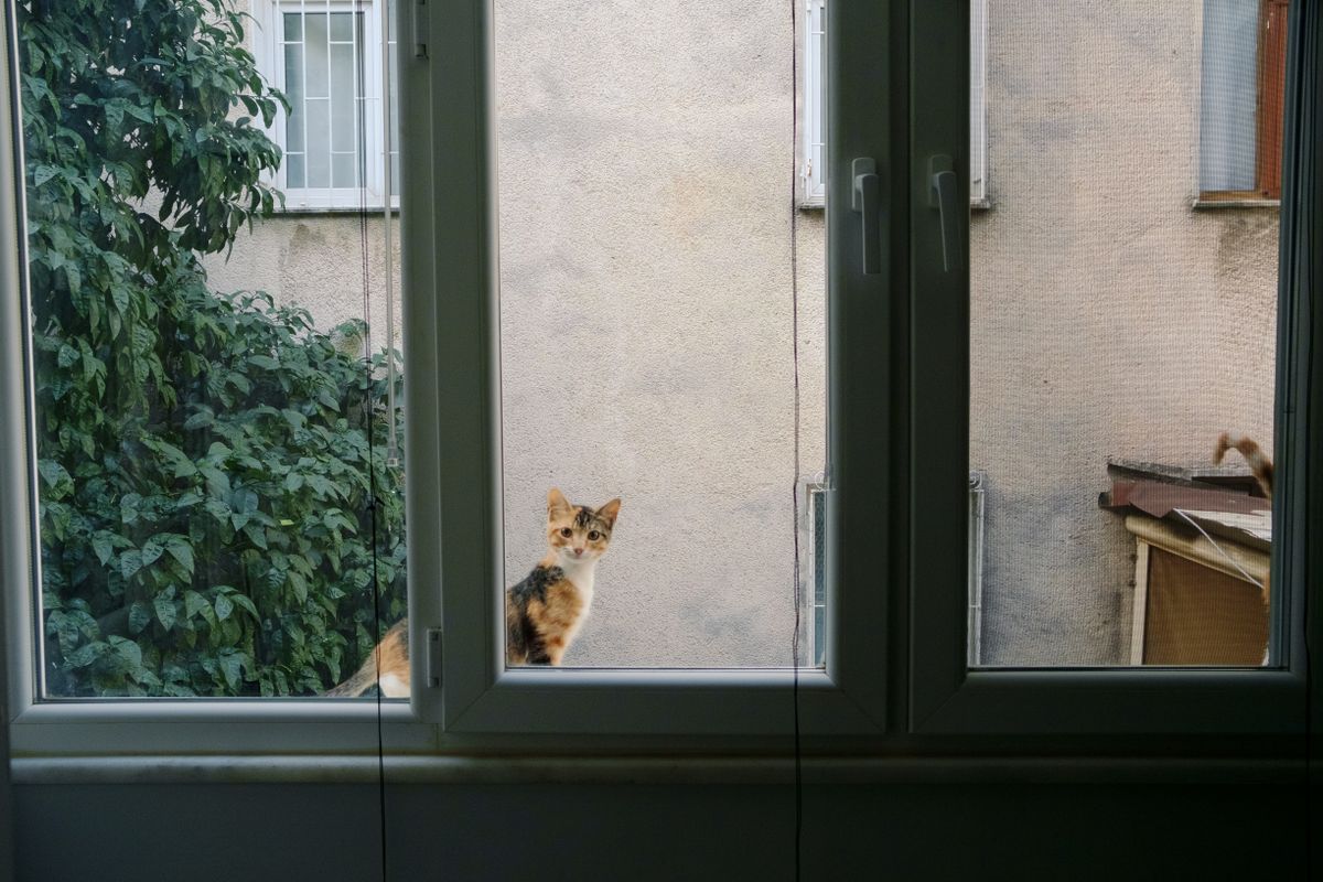 窓辺にたたずむ三毛猫。記録に出るのは、この子の毎日