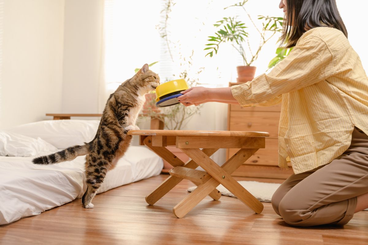 飼い主から食事を受け取る猫。詰まりは給餌が止まることを意味する