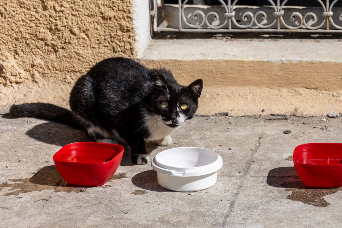 空になった器のそばに座る猫。電池切れは給餌が止まることを意味する