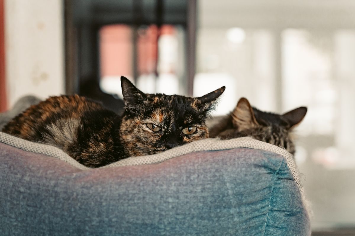 室内でくつろぐ2匹の猫。失敗したときに困るのは動物のほう