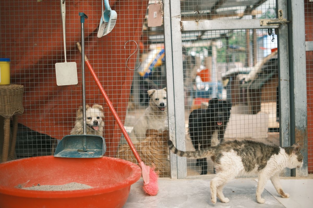 犬と猫のいる室内