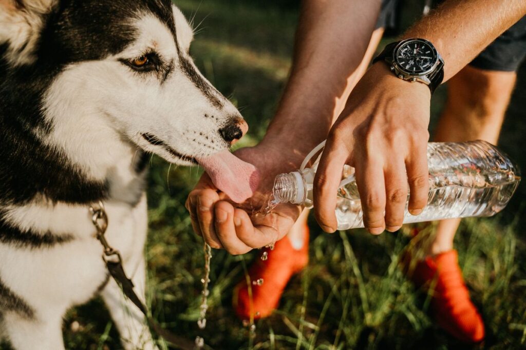 屋外で水を飲む犬。犬の給水器はボトル型と循環式で仕組みが違う
