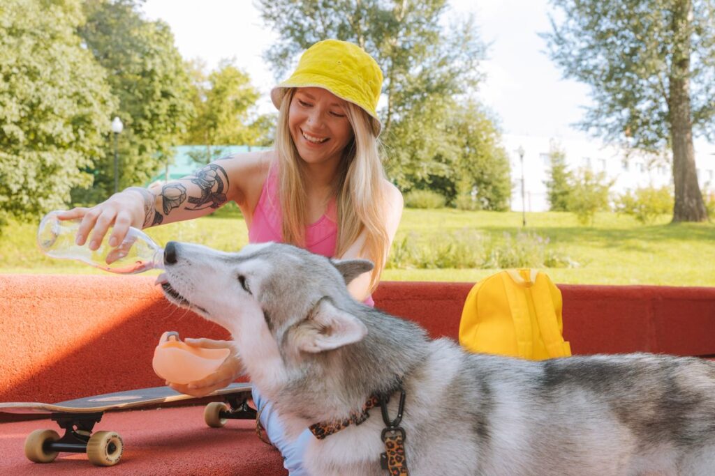 屋外でハスキー犬に水を注いでいる人。ボトルから水を渡す場面