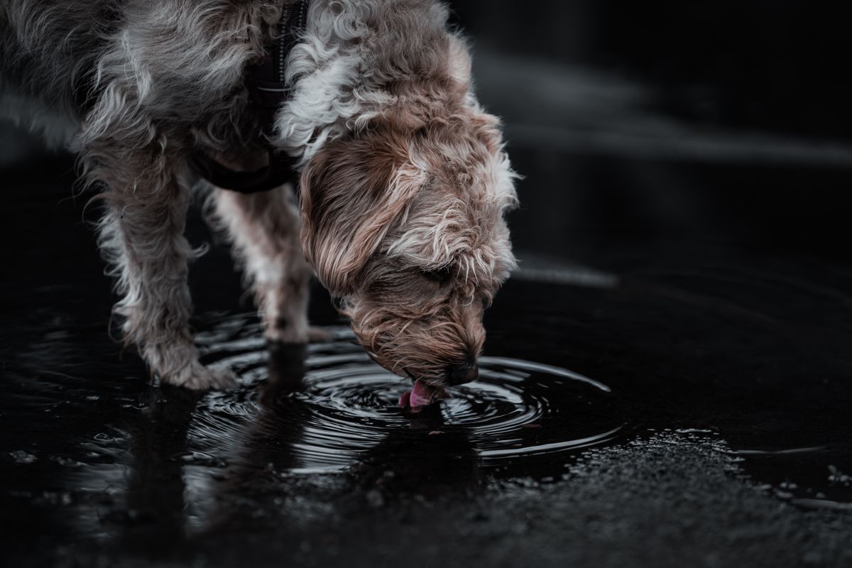 水を飲んでいる犬