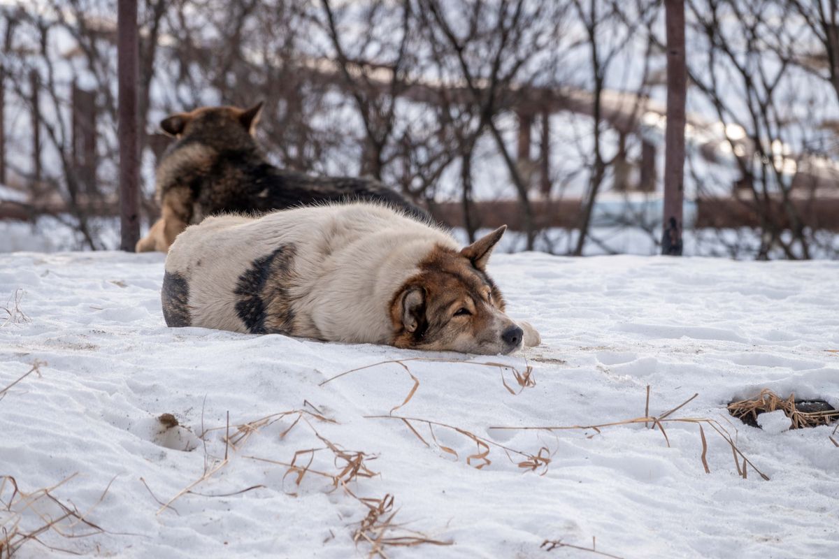 食後に休む2頭の犬。食後の様子は観察の手がかりになる