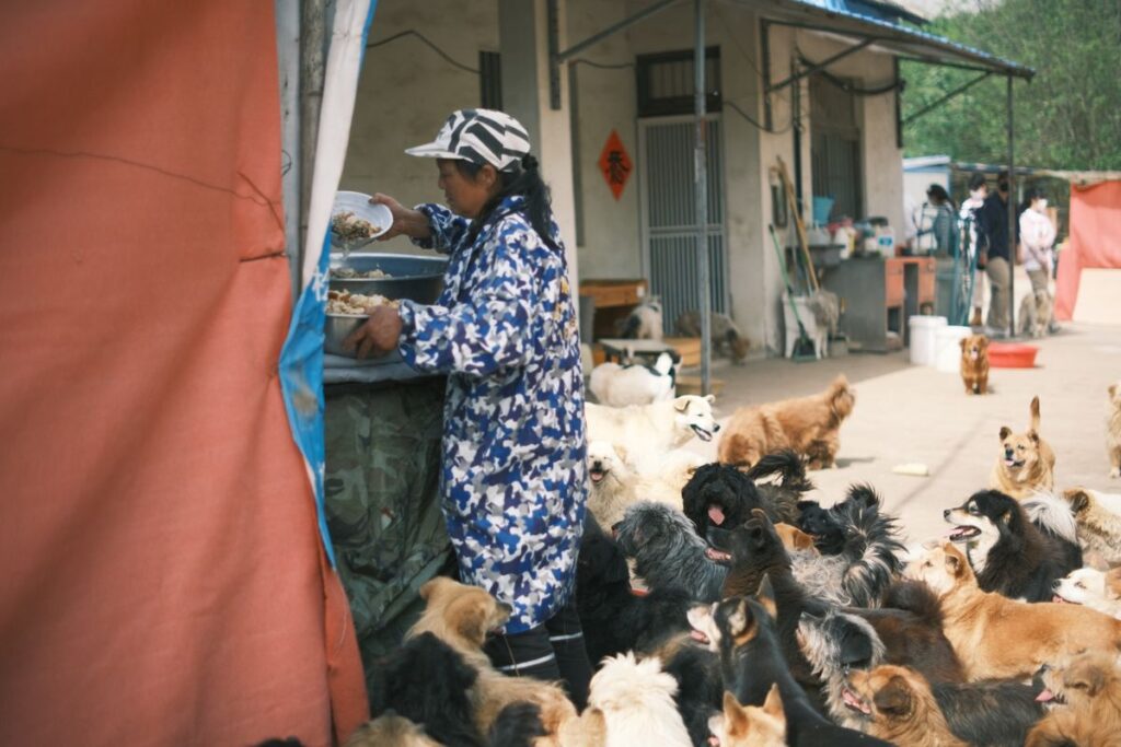 食事の用意を待つ犬たち