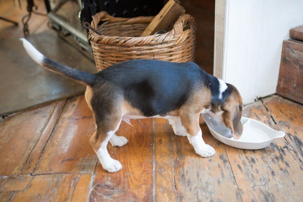 室内で器から食べているビーグルの子犬。食べる姿勢は横から見ると分かる