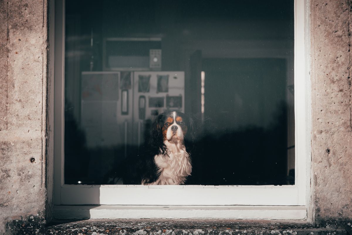 窓の外を見つめる犬。留守番中に様子を確認できるかも条件になる