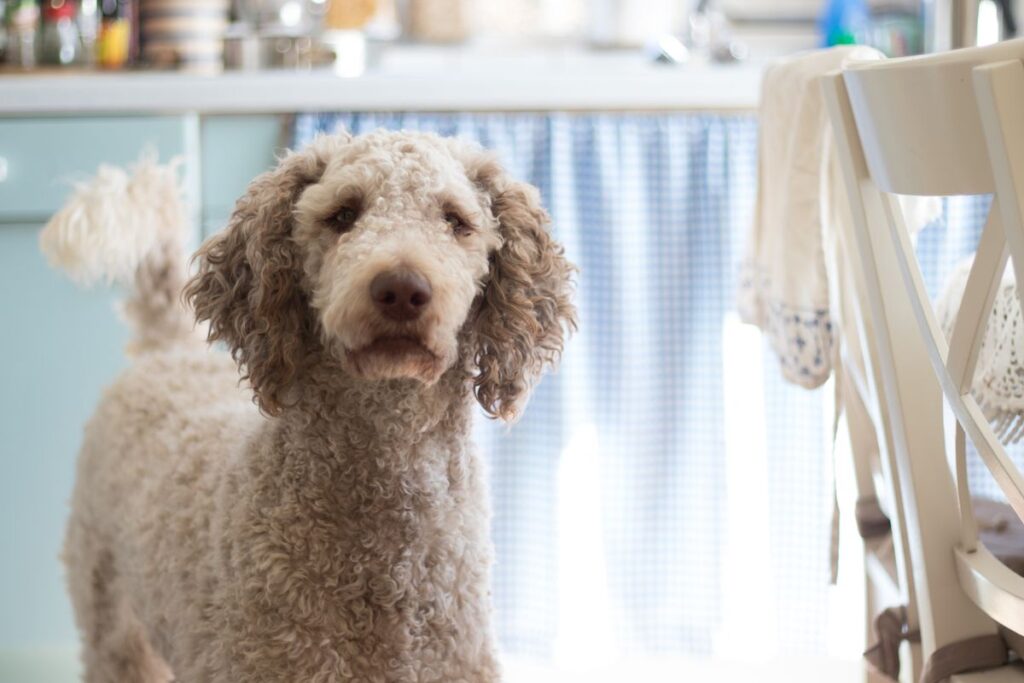 明るいキッチンに立つ犬。給餌器は食べる場所の近くに置かれることが多い