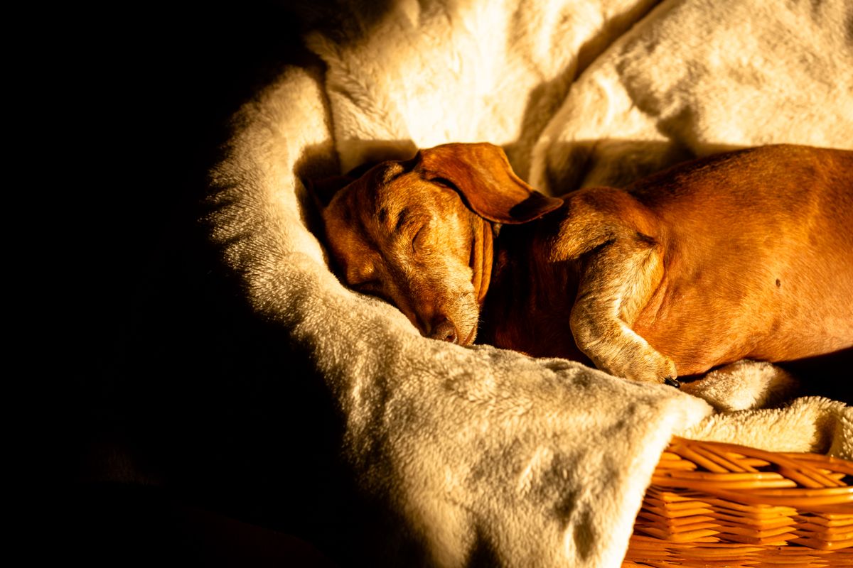 毛布にくるまって眠るダックスフンド。朝の音は犬の側にも届いている