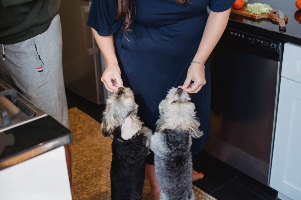 小型犬に食事を与える人。多頭では犬ごとに量を分ける必要がある