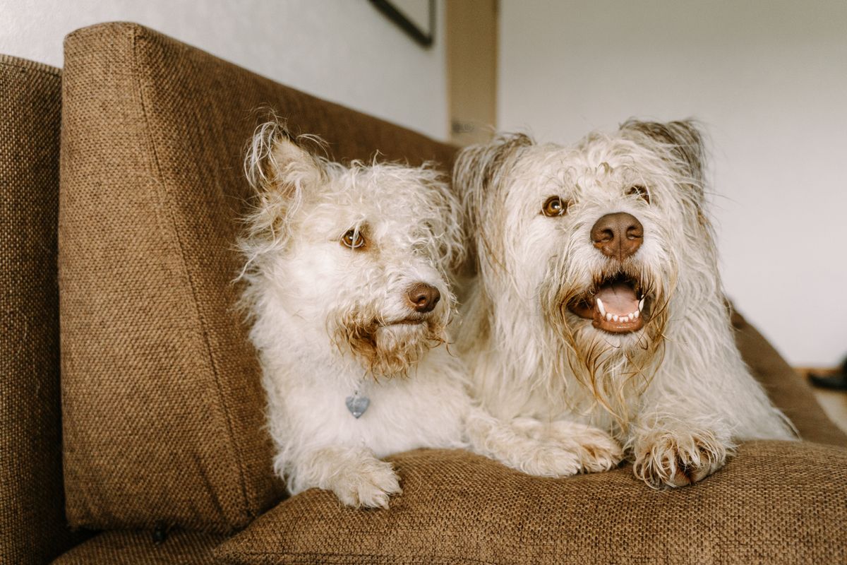 室内で並んでくつろぐ2頭の犬。食べる速さの差が横取りにつながる