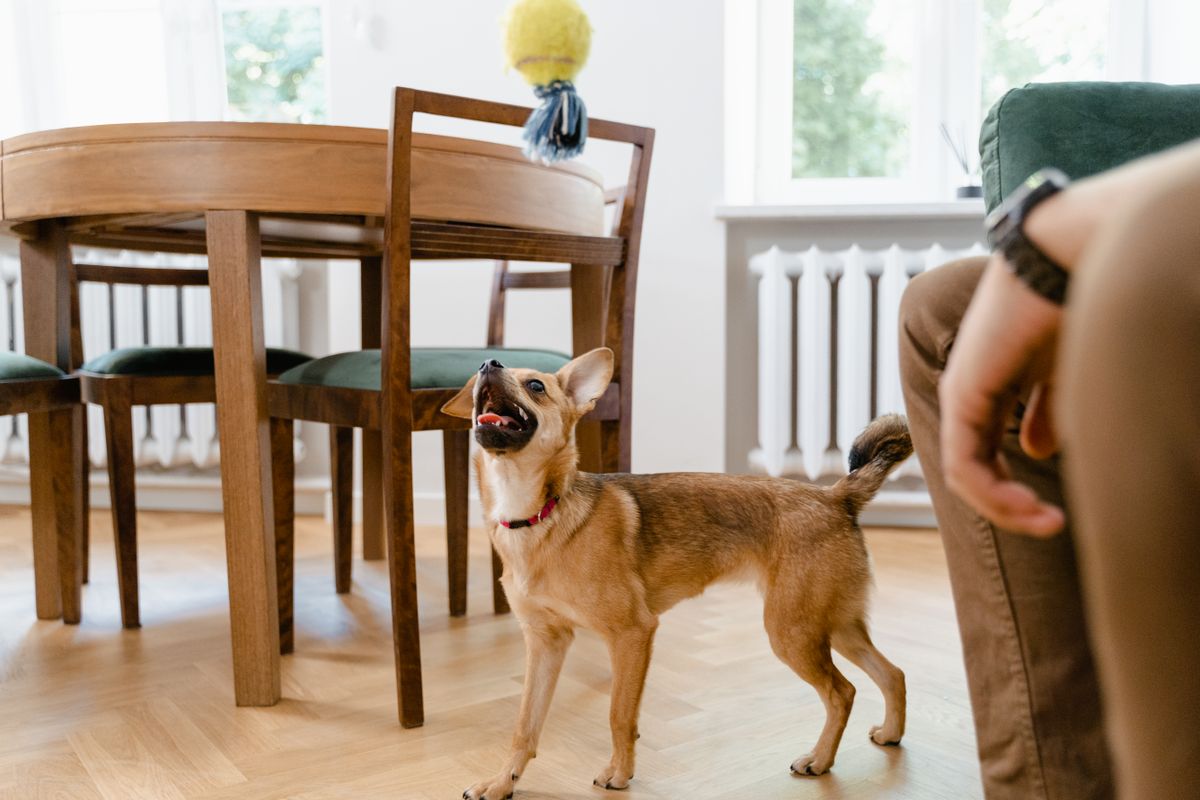 室内で待つ犬。設定を変えるときは少しずつ動かす
