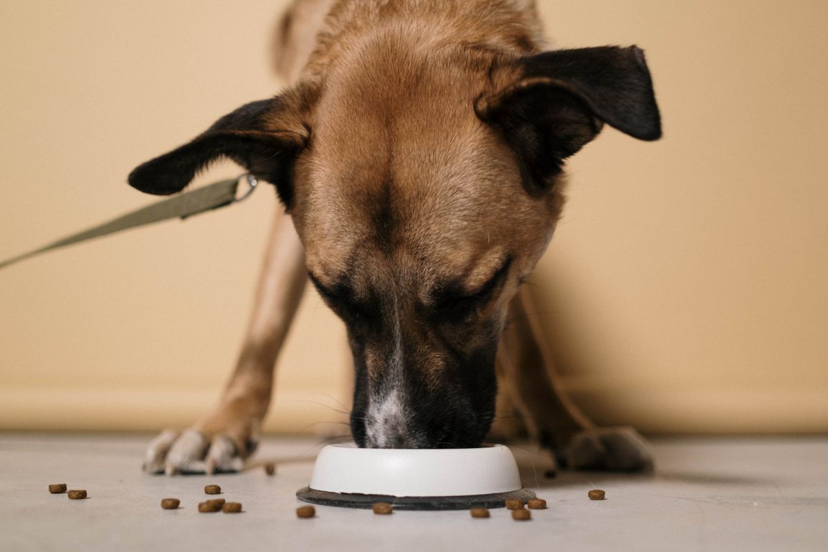 室内で白い器からフードを食べている茶色の犬