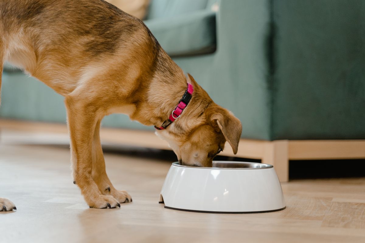 器から食べる犬。詰まりに気づくのは、出てこなかったあとになる