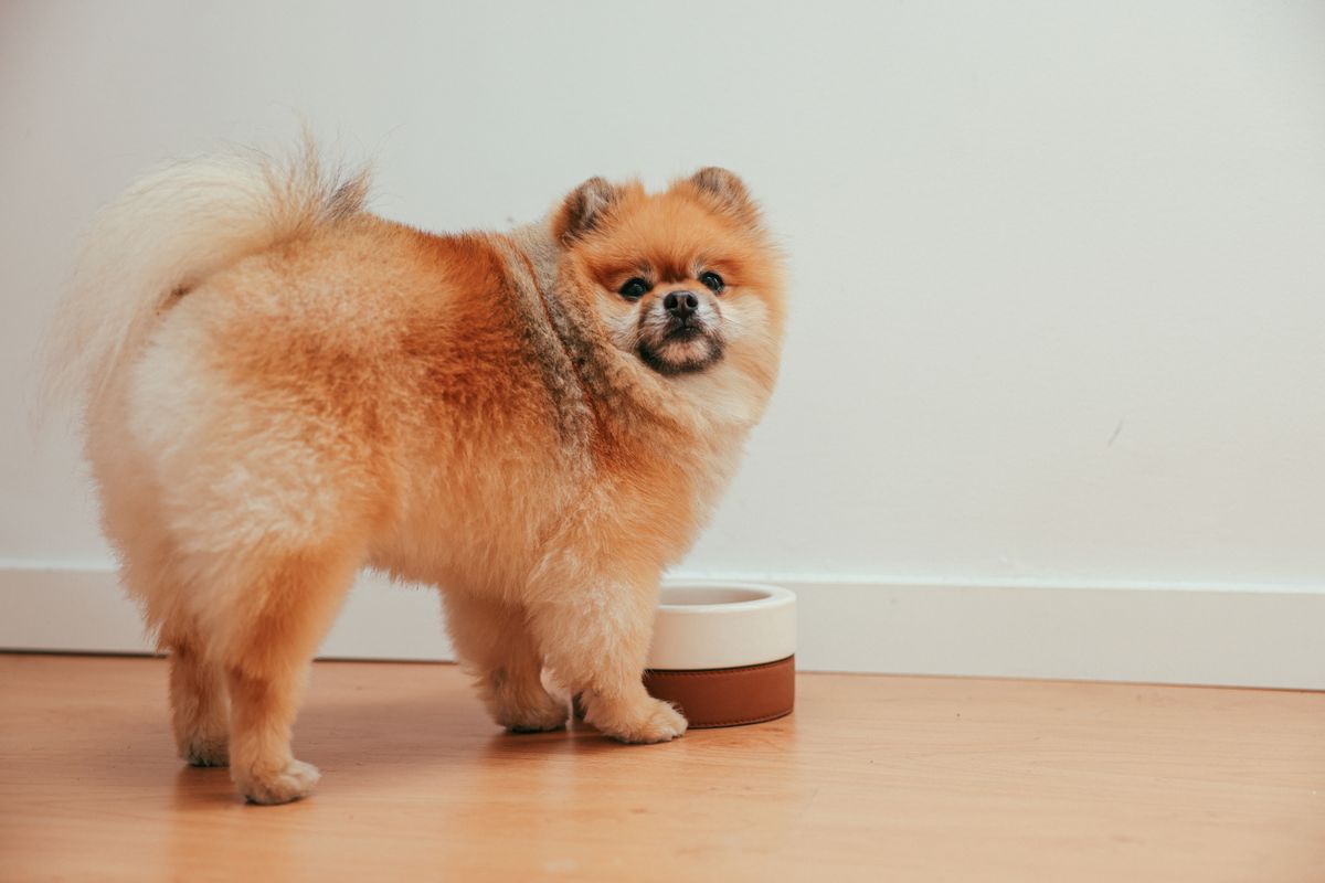 室内で器のそばにいる犬。冬は飲む様子を見る回数そのものが減りやすい