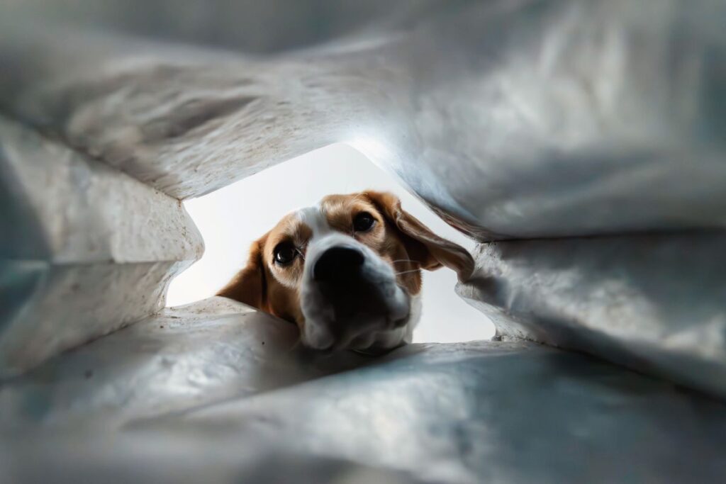 廊下を歩く犬