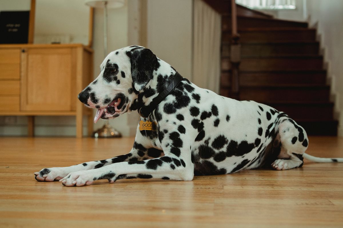 部屋の床で休む犬