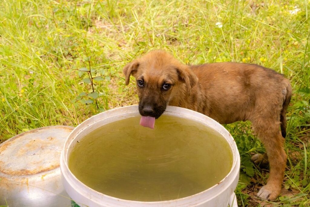 屋外で水を飲む子犬。飲むときに口から入るものが水に残る