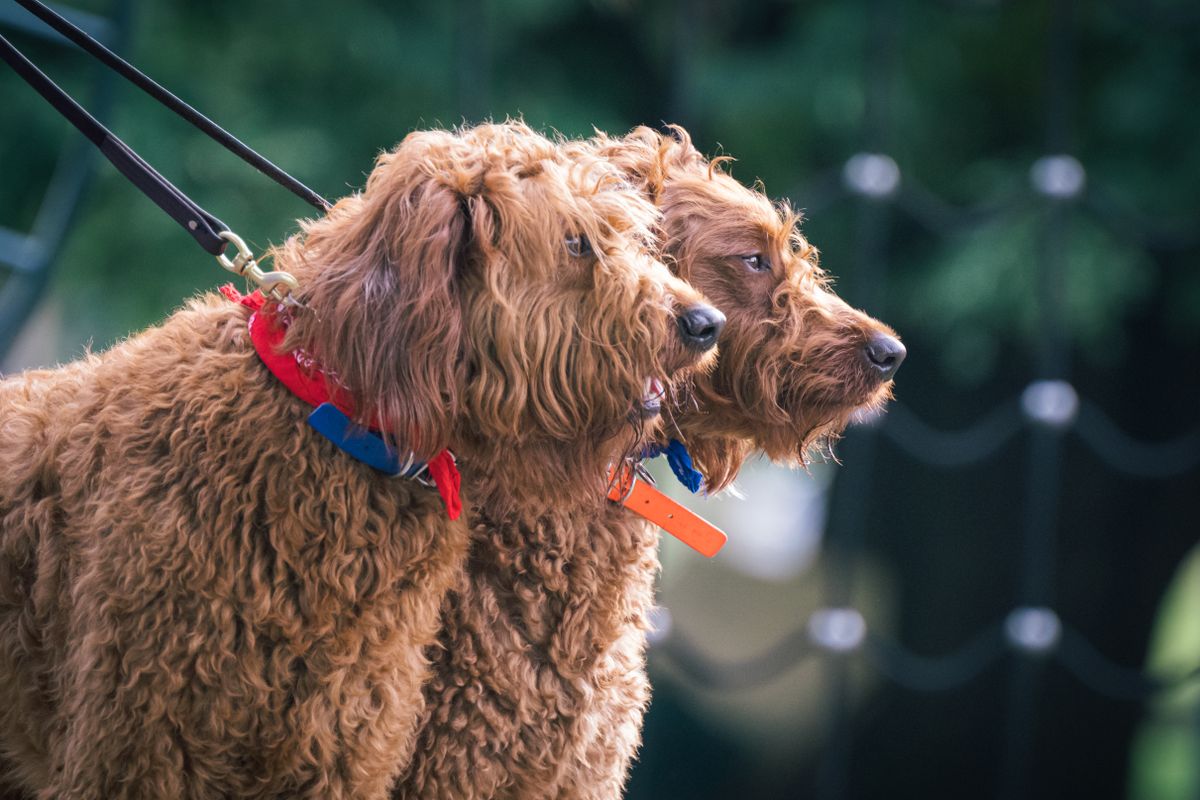 首輪をつけた二頭の犬が並んで立っている。並べる距離が近すぎると気配が当たる