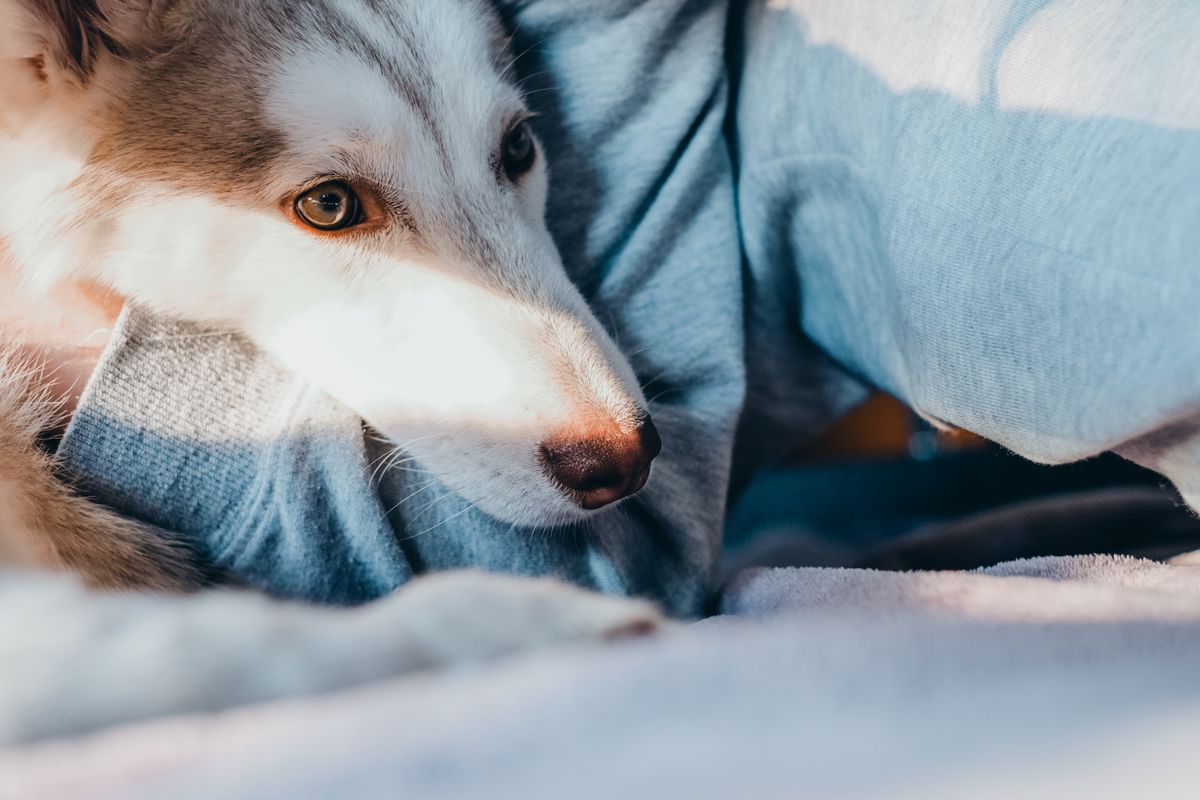 室内でくつろぐ大型犬。大型犬は容量と安定性が最優先になる