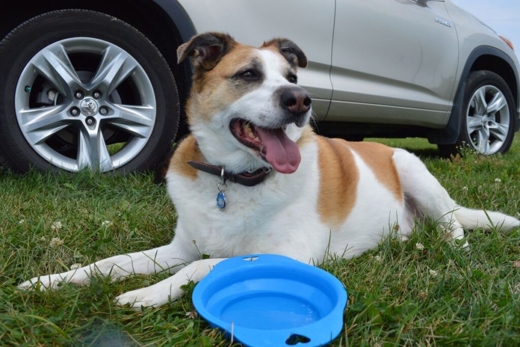 屋外でくつろいでいる首輪をした犬