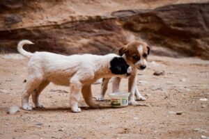 並んで食べる二匹の犬