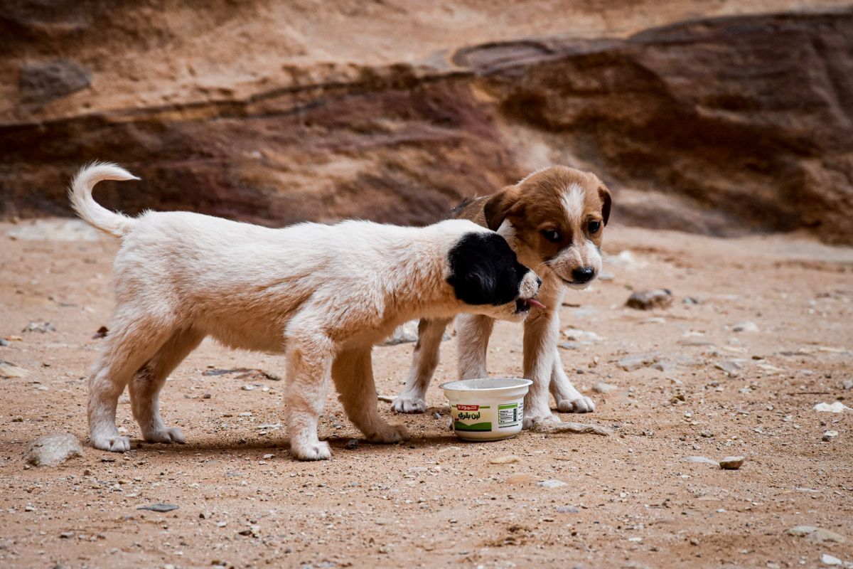 並んで食べる二匹の犬