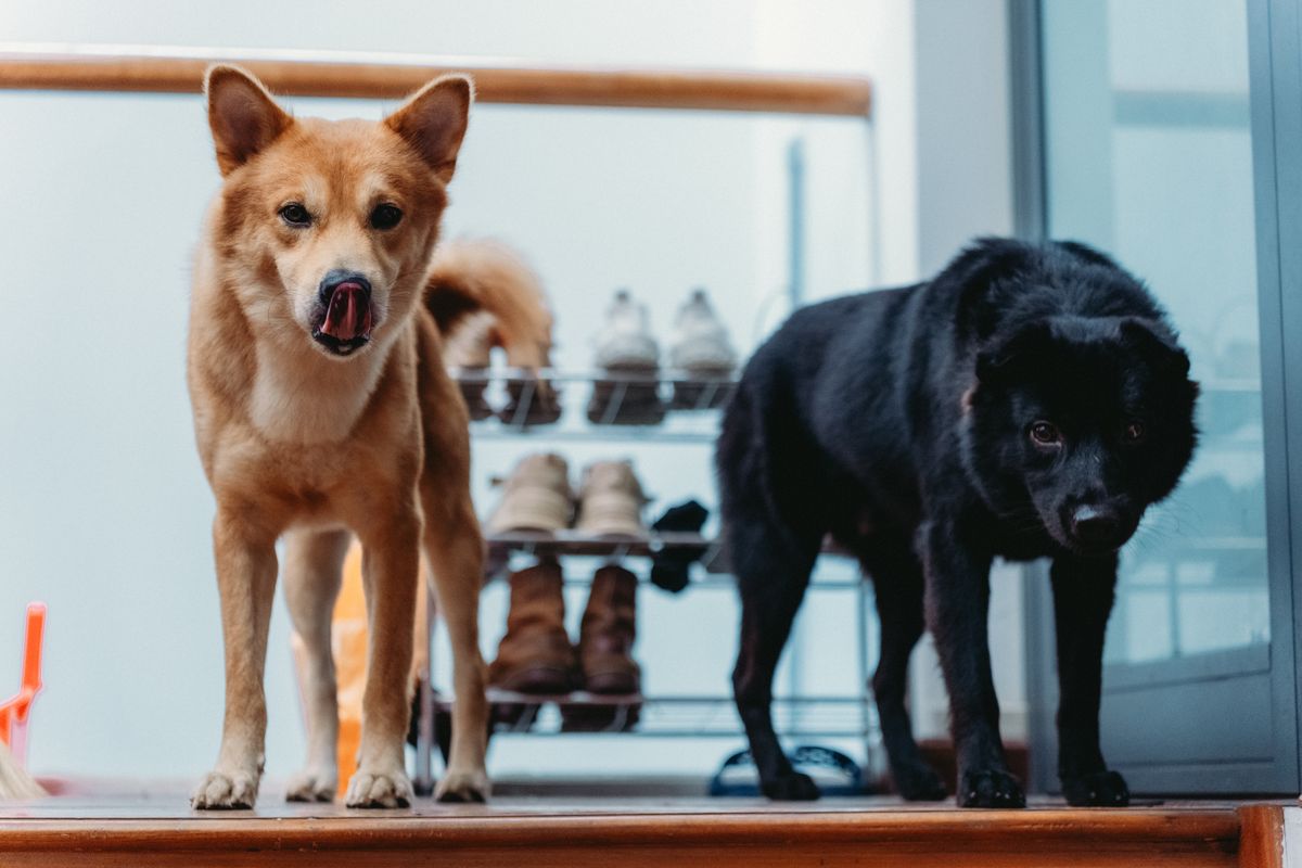 体格の違う二匹の犬