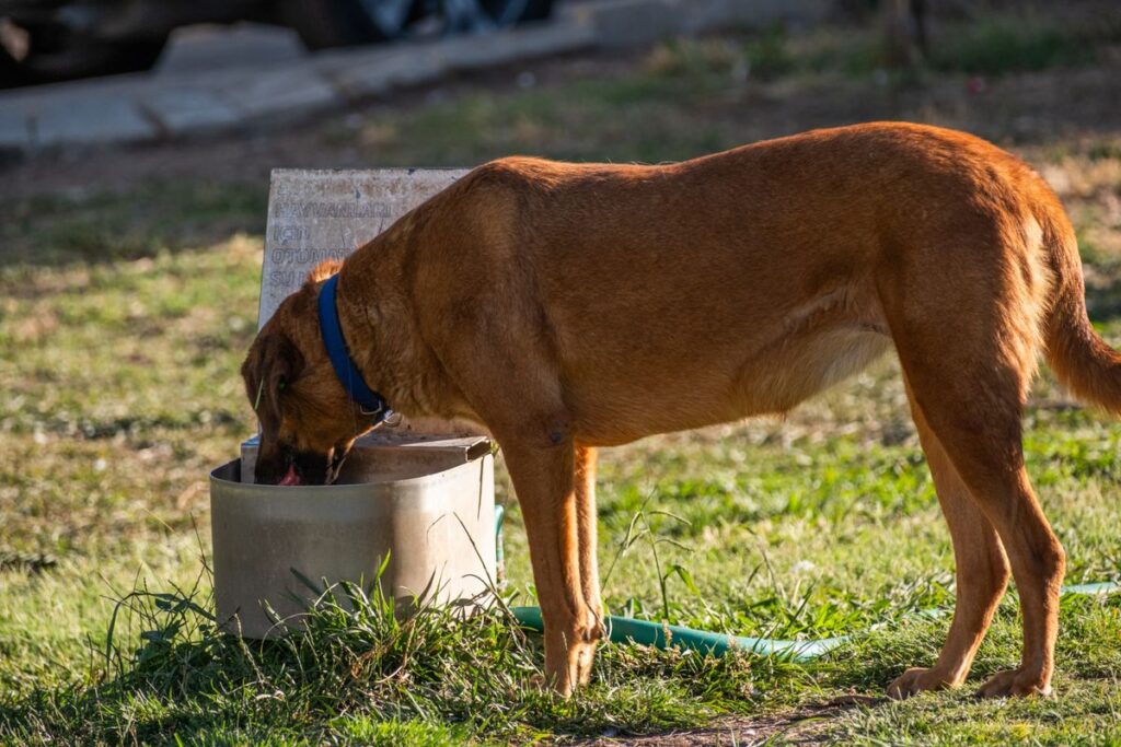 屋外の容器から水を飲んでいる犬
