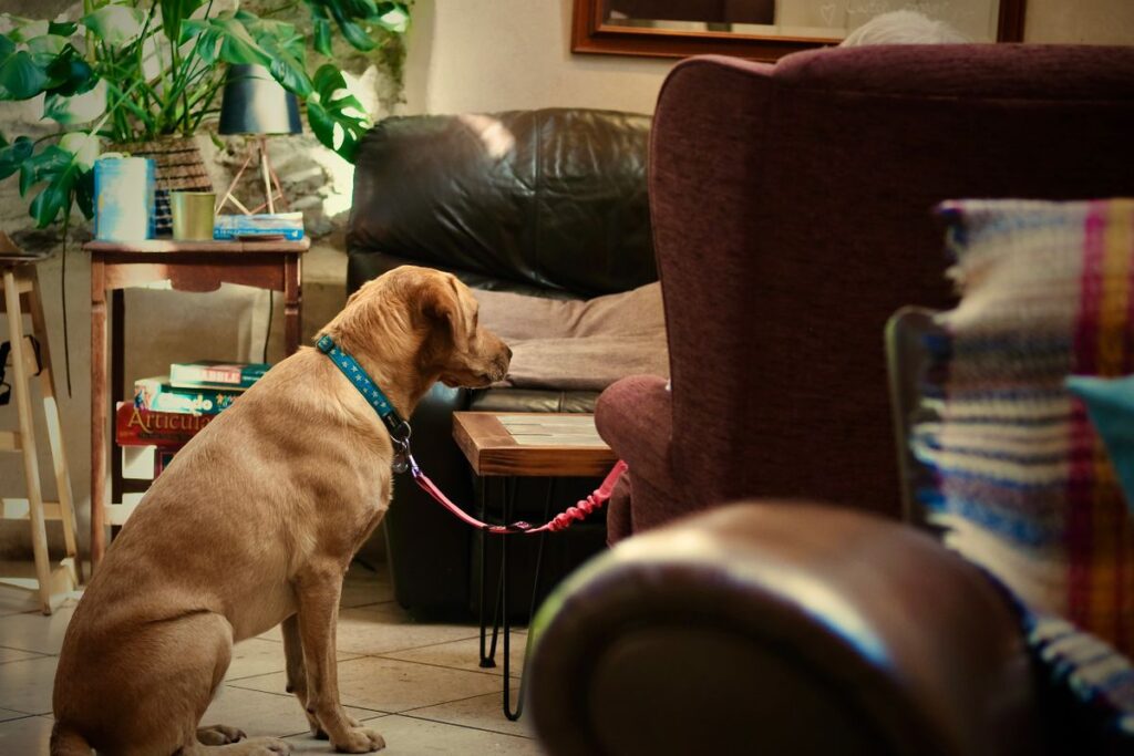 リビングでくつろぐ犬。犬の給水器の置き場所は落ち着ける場所から選ぶ