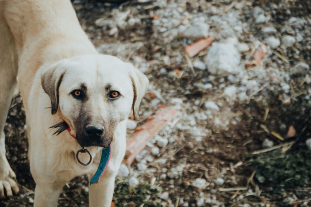 首輪をつけた大型の犬。体格が大きいほど1日の飲水量も増える