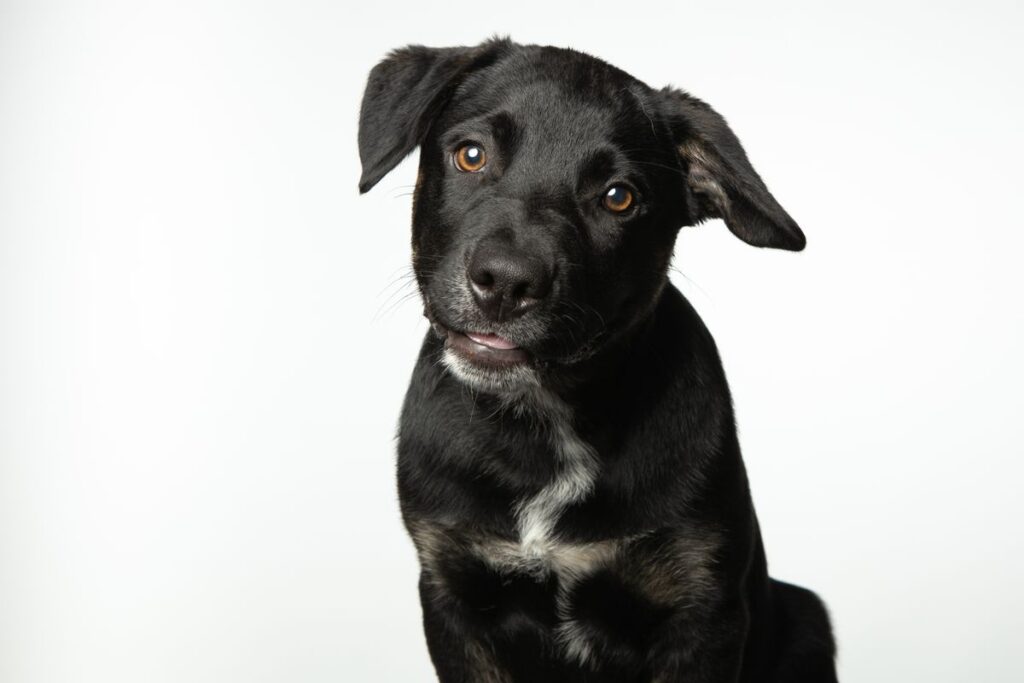 首をかしげている黒い子犬