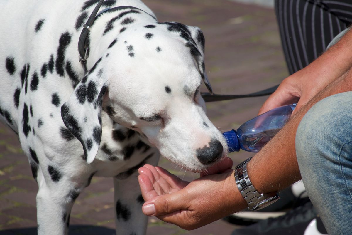 水を飲む犬