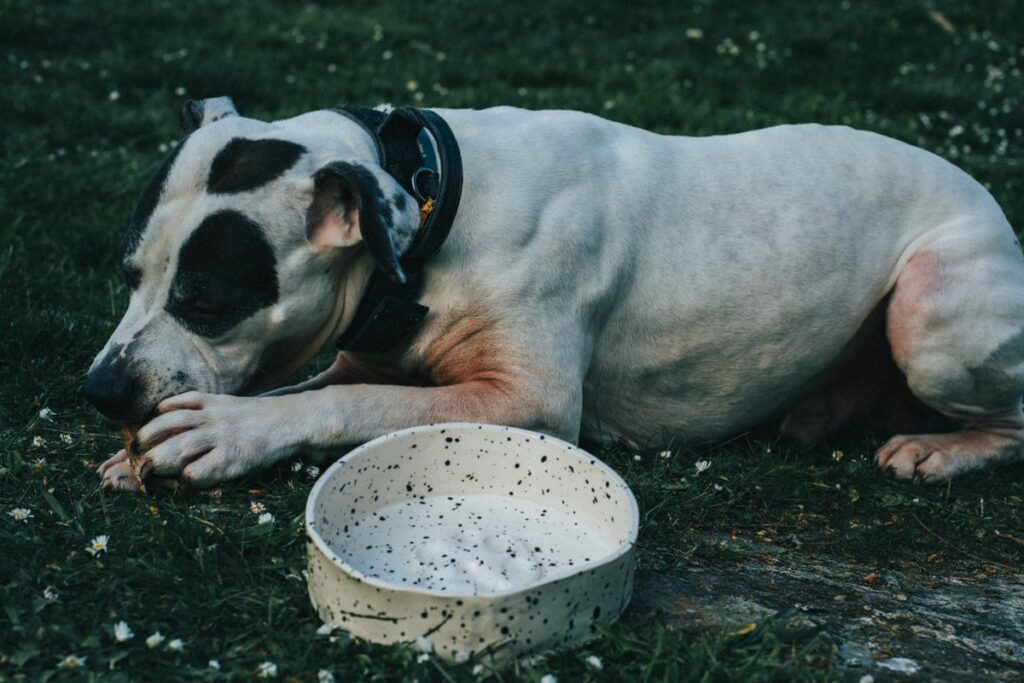 器のそばで休んでいる犬