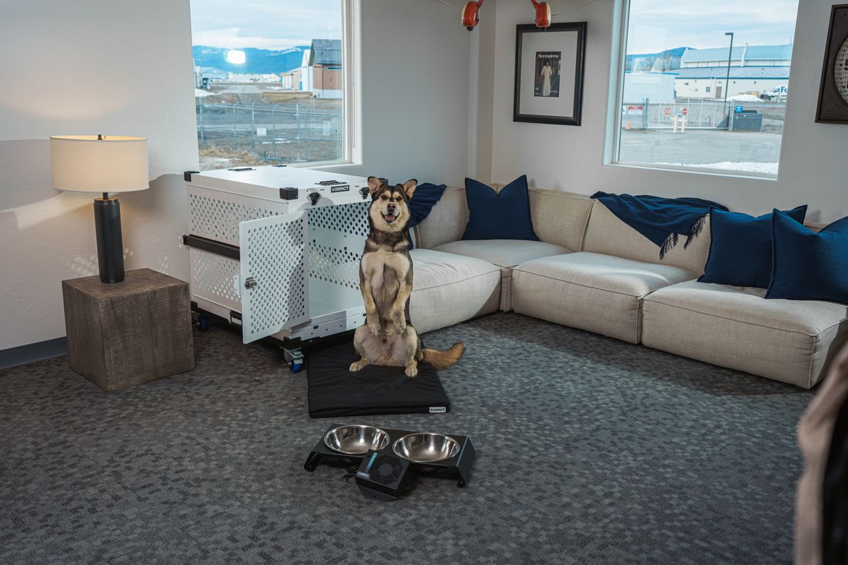 部屋でくつろぐ犬
