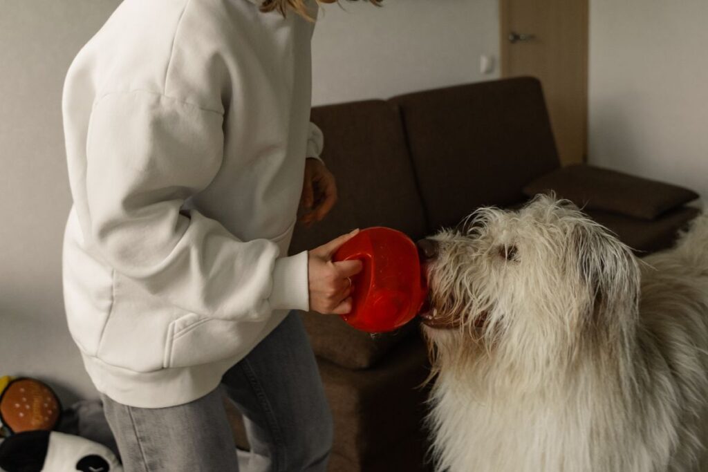 室内で犬に食事をあげている人